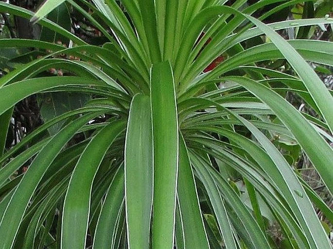 Wilkesia gymnoxiphium