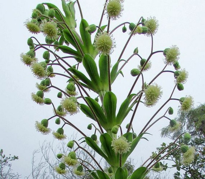 WILKESIA GYMNOXIPHIUM A. Gray