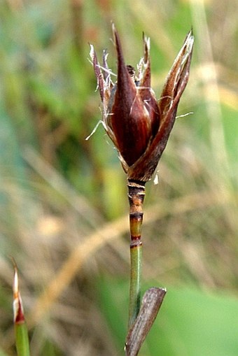 Willdenowia arescens