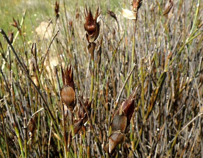 Willdenowia arescens