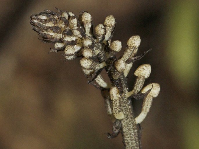 Resultado de imagem para orquídea Wullschlaegelia
