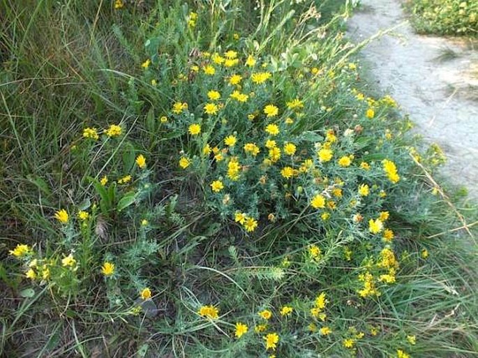 Xanthisma spinulosum