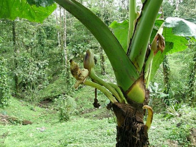 XANTHOSOMA UNDIPES (K. Koch et C. D. Bouché) K. Koch