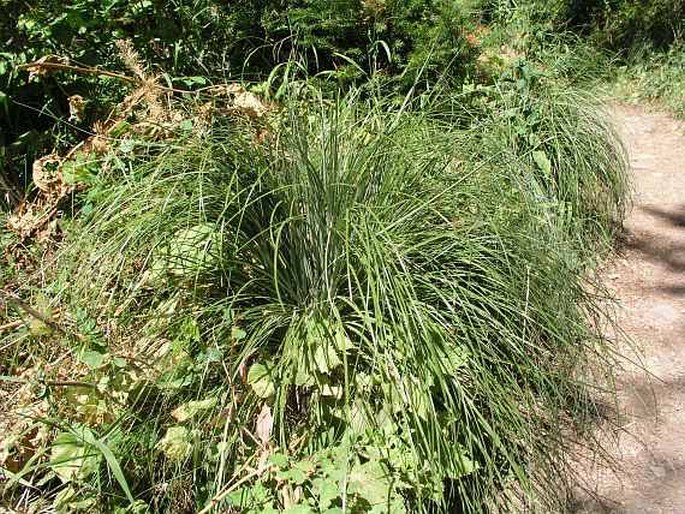 Xerophyllum tenax