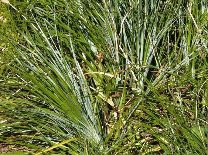 Xerophyllum tenax