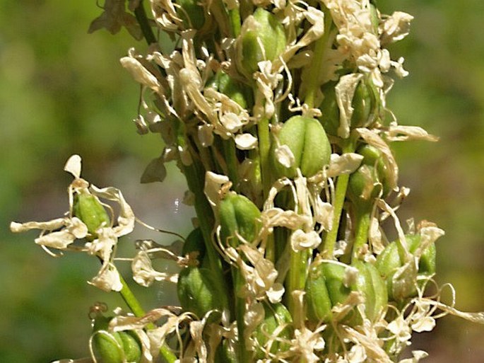 Xerophyllum tenax