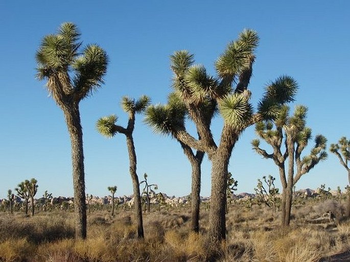 YUCCA BREVIFOLIA Engelm. – juka