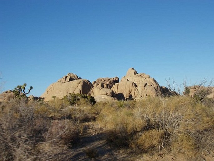 Yucca brevifolia