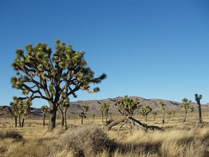 Yucca brevifolia