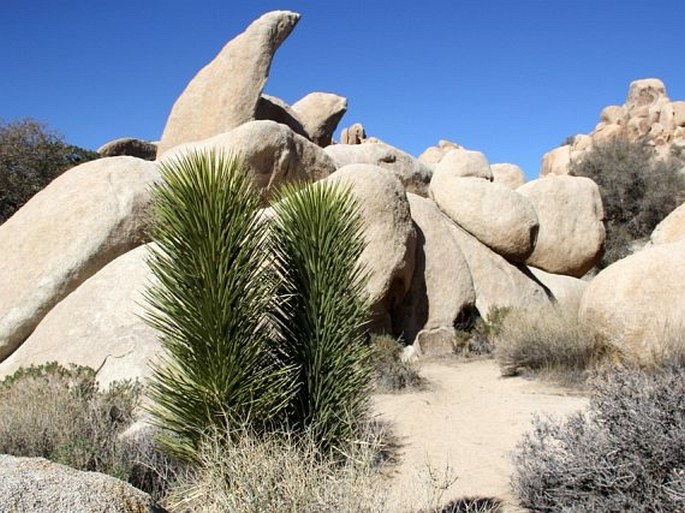 Yucca brevifolia