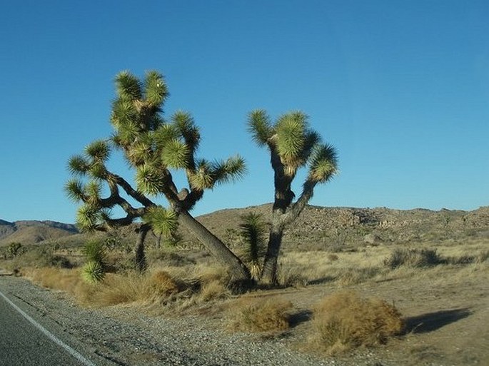 Yucca brevifolia