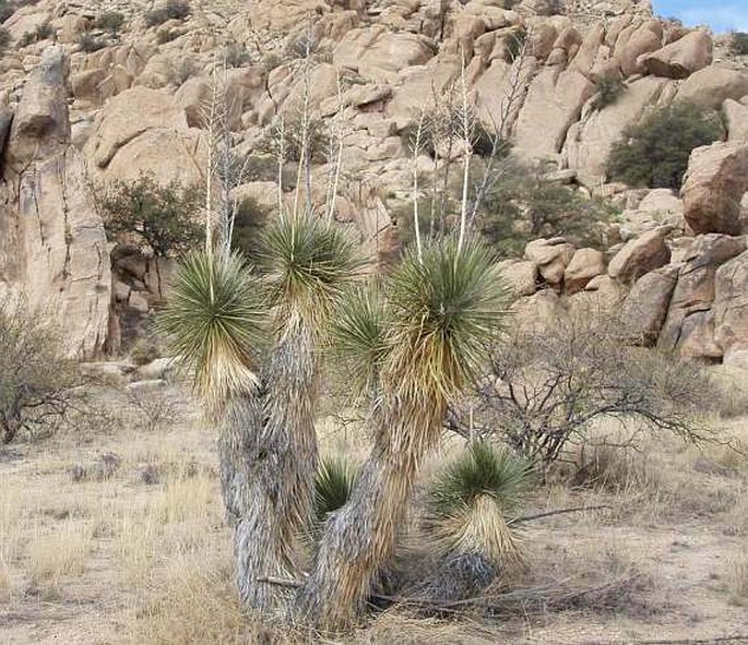 YUCCA ELATA (Engelm.) Engelm. – juka