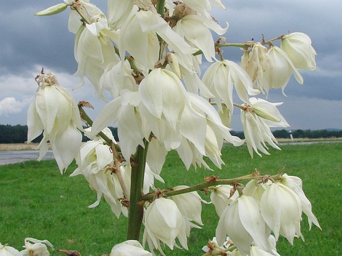 YUCCA FLACCIDA Haw. – juka