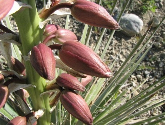 Yucca glauca