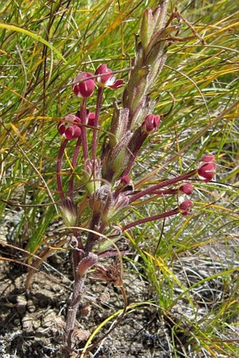 Zaluzianskya elongata