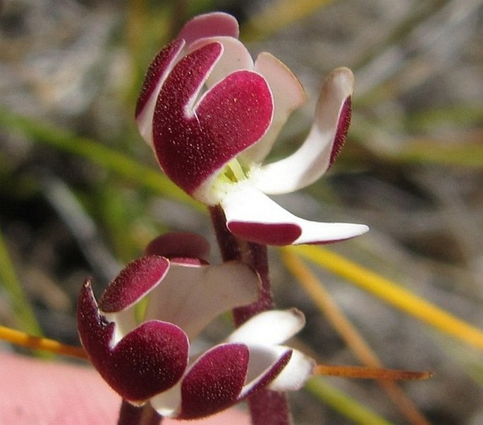 Zaluzianskya elongata