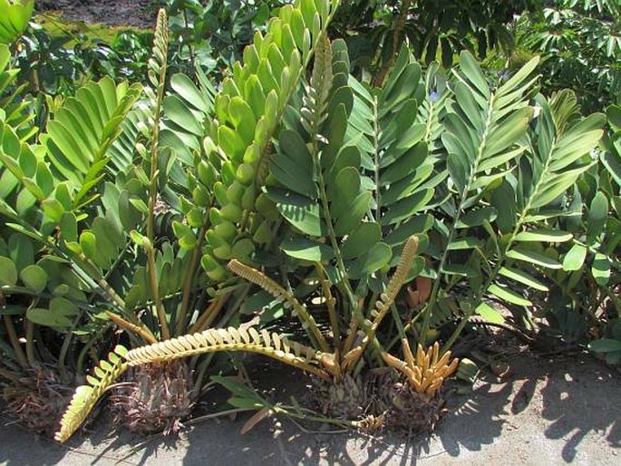 Zamia furfuracea