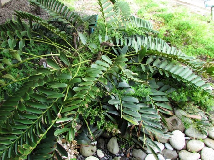 ZAMIA FURFURACEA L. f. ex Aiton - keják otrubnatý