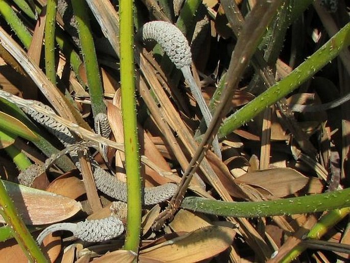 Zamia furfuracea