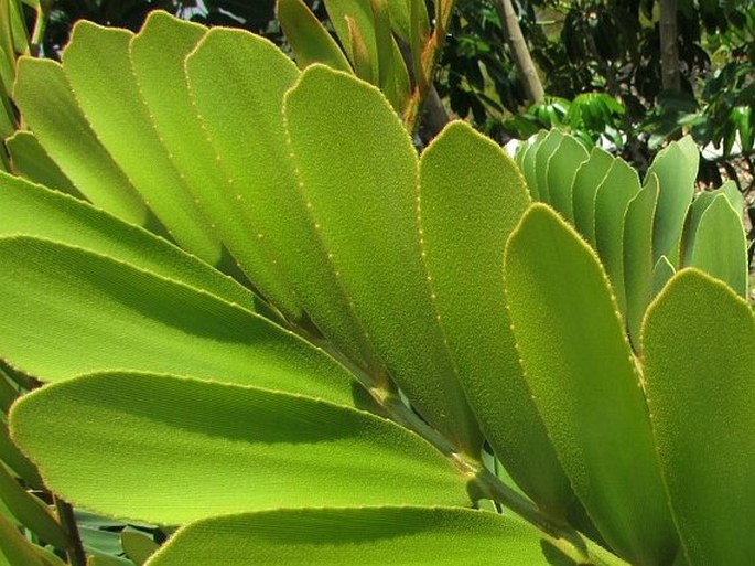 Zamia furfuracea