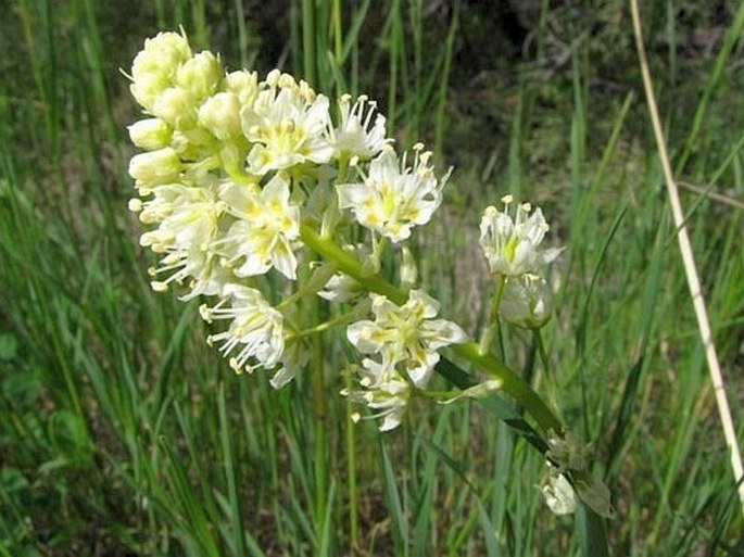 Zigadenus venenosus