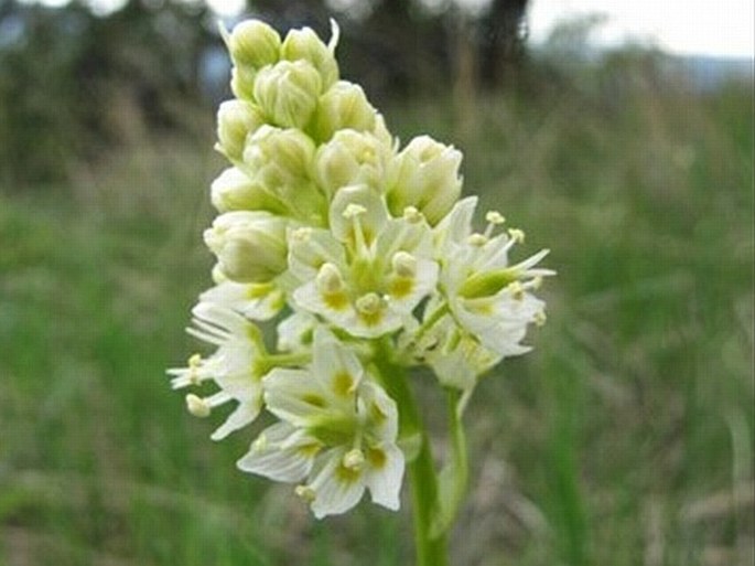 Zigadenus venenosus