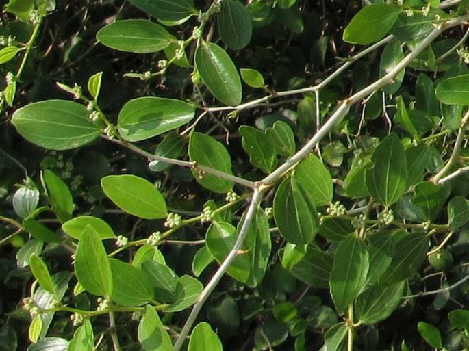 Ziziphus spina-christi