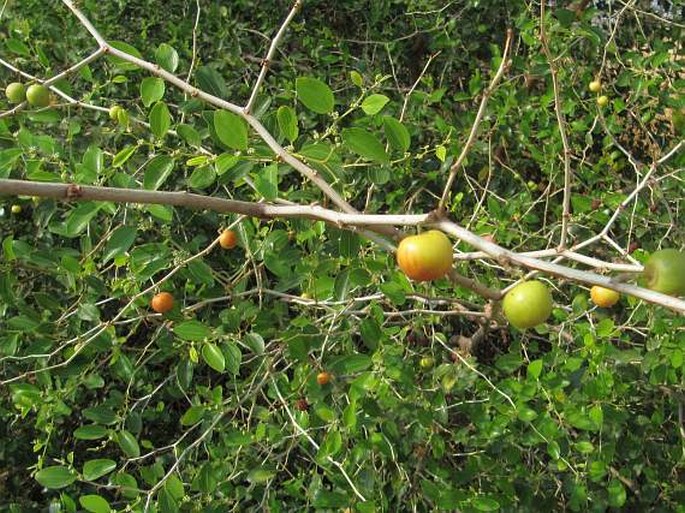 Ziziphus spina-christi