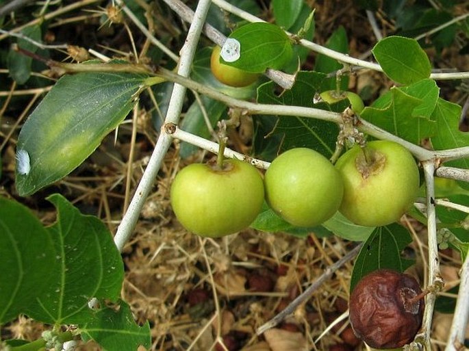 Ziziphus spina-christi