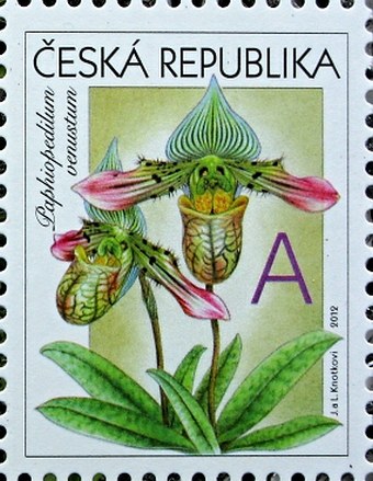 Paphiopedilum venustum