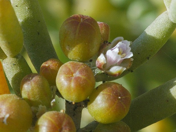 Zygophyllum fontanesii