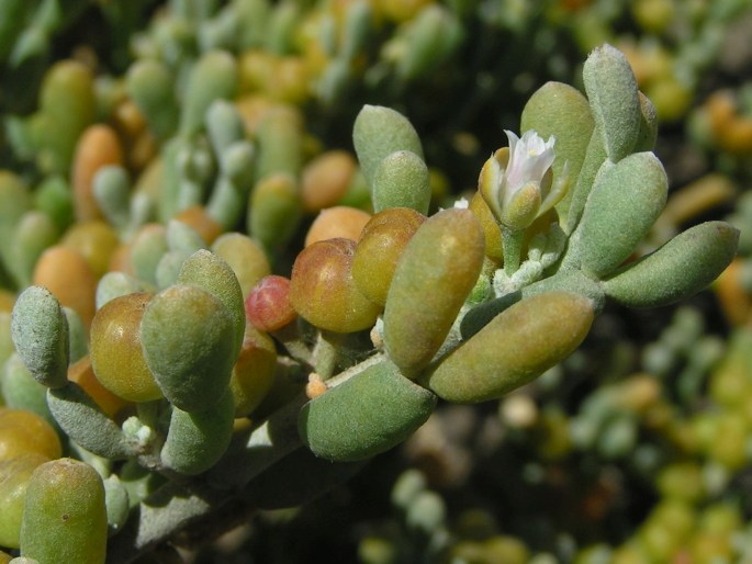 Zygophyllum fontanesii