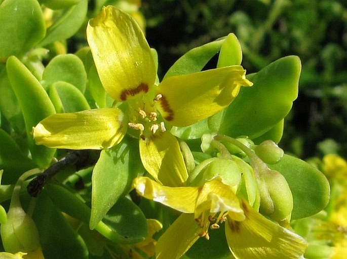 Zygophyllum morgsana