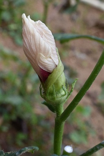 Abelmoschus esculentus