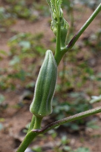 Abelmoschus esculentus