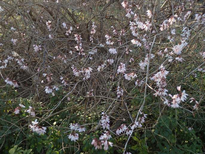 Abeliophyllum distichum