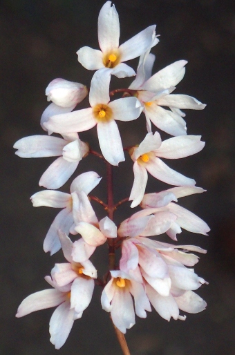 Abeliophyllum distichum