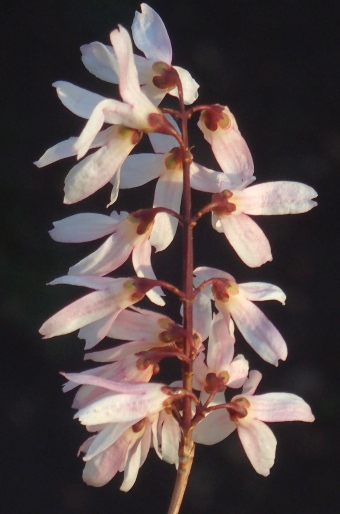 Abeliophyllum distichum