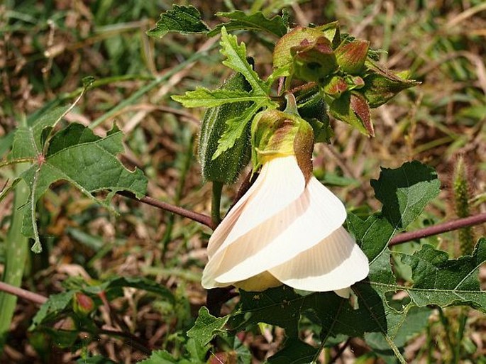 ABELMOSCHUS MANIHOT (L.) Medik.