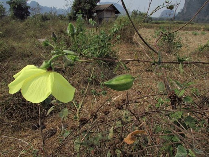 Abelmoschus moschatus