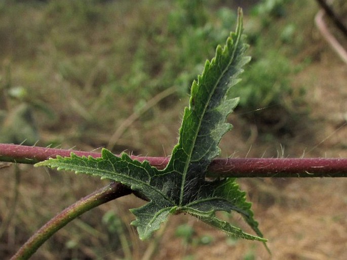 Abelmoschus moschatus