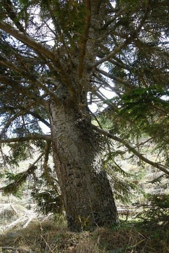 Abies nebrodensis