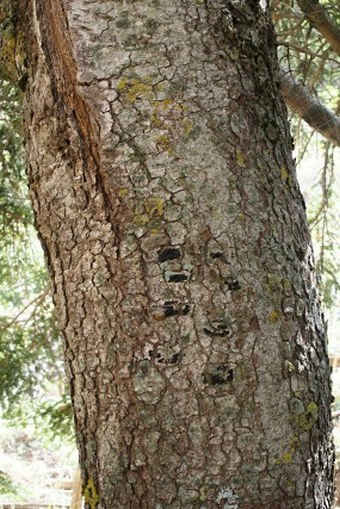 Abies nebrodensis