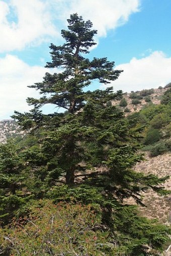 Abies nebrodensis