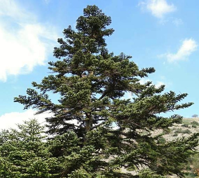 ABIES NEBRODENSIS (Lojac.) Mattei – jedle / jedľa