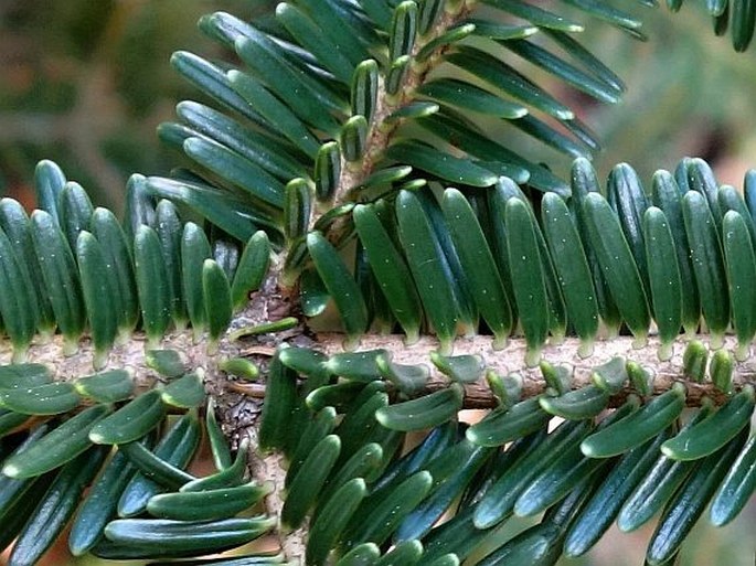 Abies nebrodensis