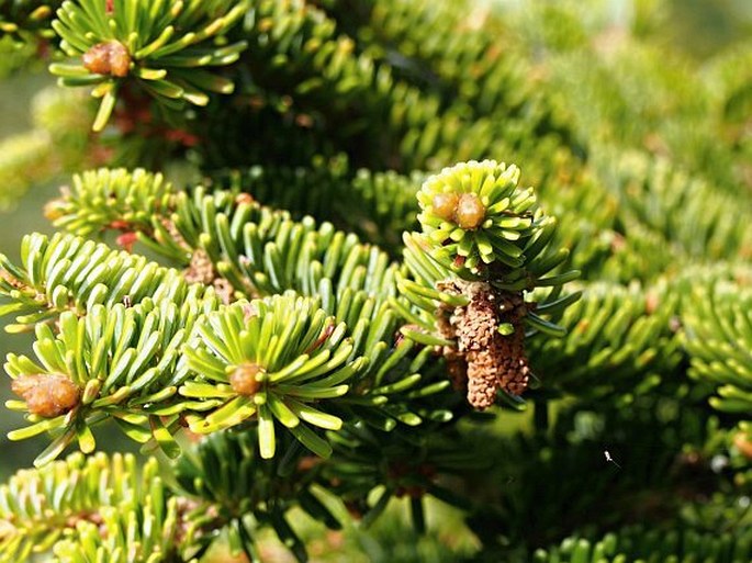 Abies nebrodensis