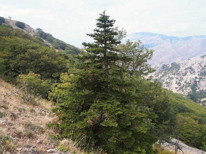 Abies nebrodensis