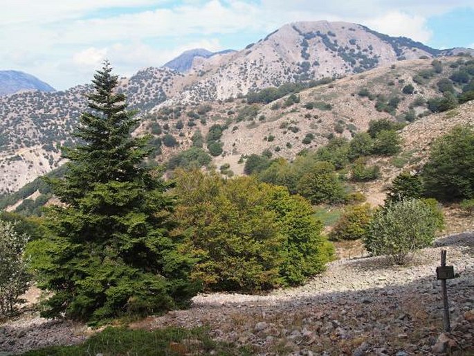 Abies nebrodensis