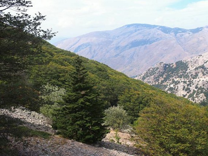 Abies nebrodensis